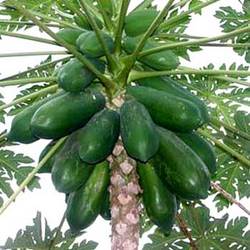 Carica (Papaja)